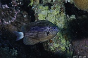 Pomacentrus leptus demoiselle elancee Safaga Middle reef-5m-20171124-Denis-ADER-DSC_3825_tn